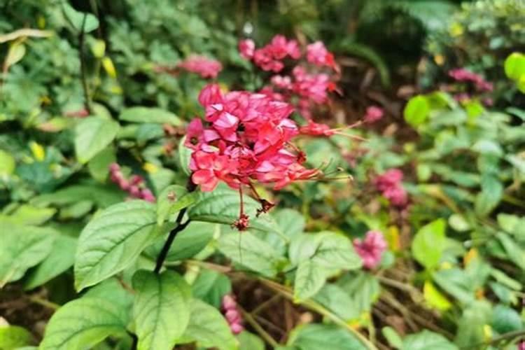 草莓初花期冲什么肥