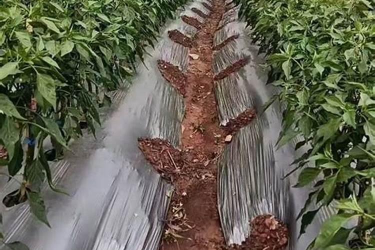 辣椒施什么肥好