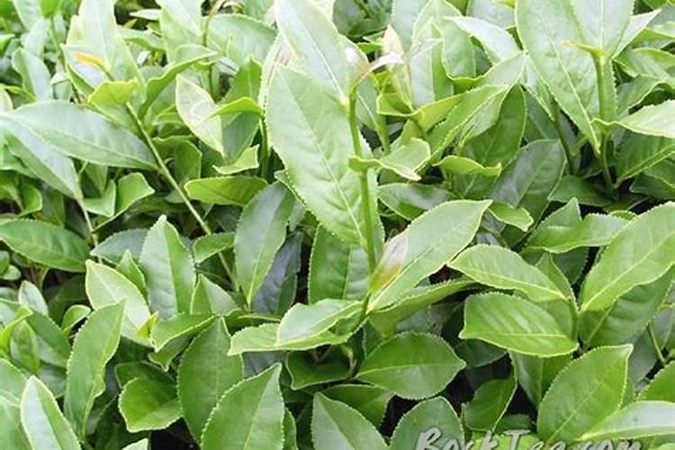 大红袍李子种植要求
