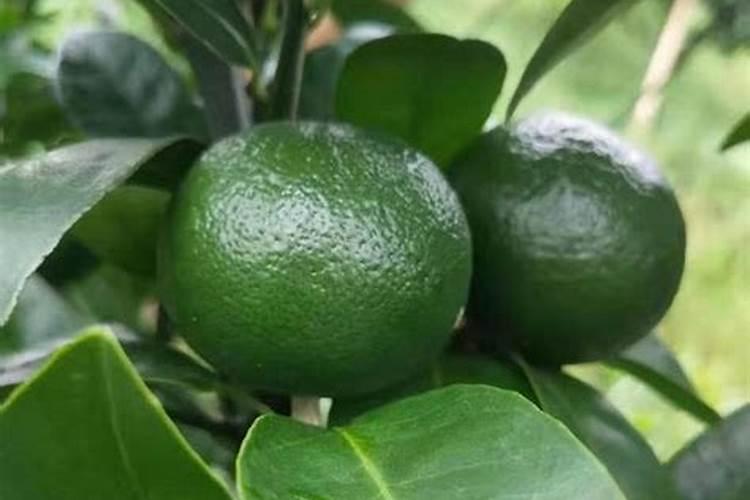 种鱼腥草用什么肥料最好