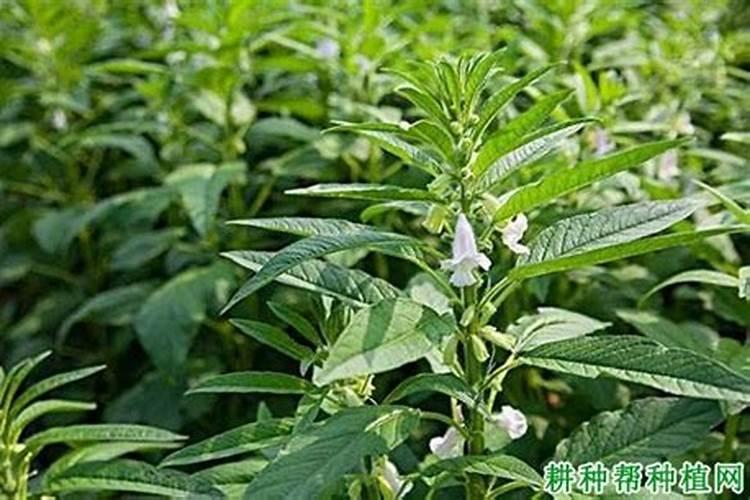 芝麻打顶后怎么施肥