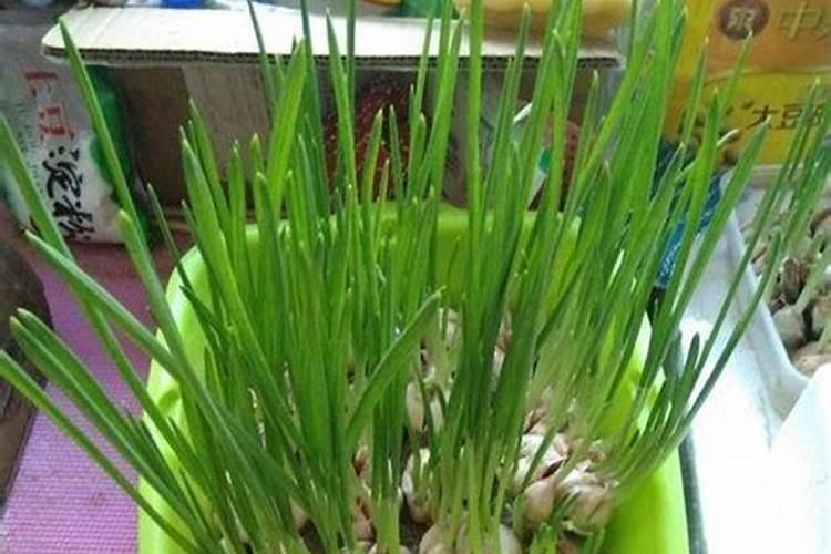 种蒜什么时间上肥料