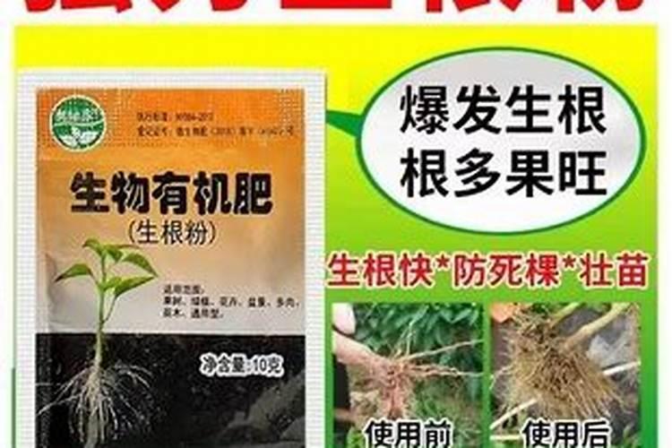 落地生根怎么施肥