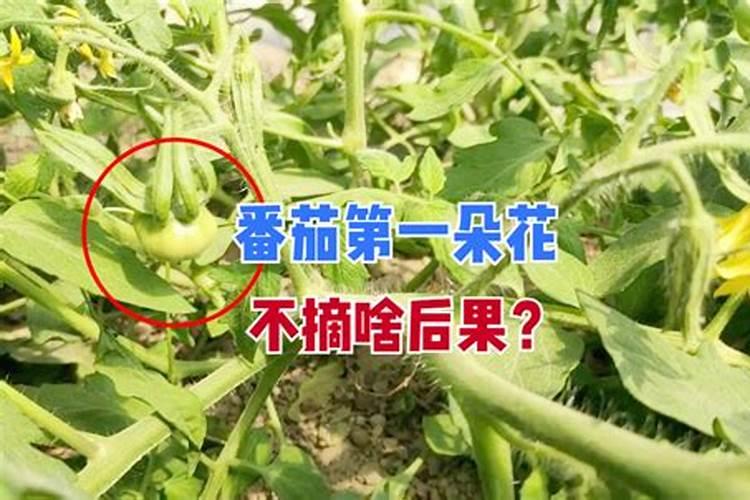 请问西红柿移栽后应使用什么样的肥料？到坐果前
