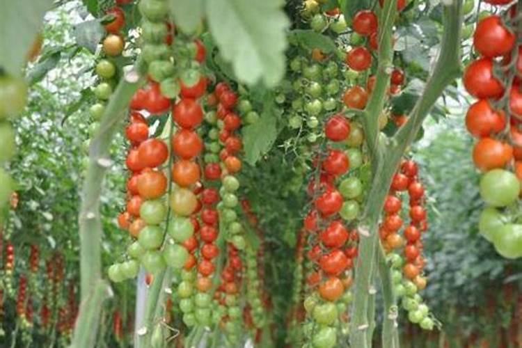 种过黄芩的地,可不可以种辣椒