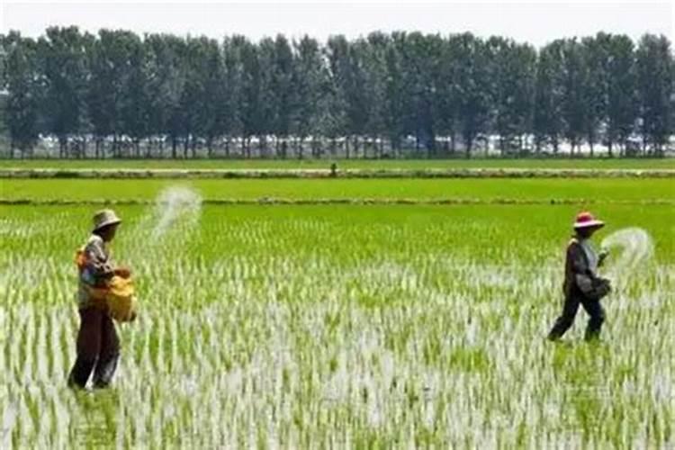 水稻追肥用尿素还是复合肥