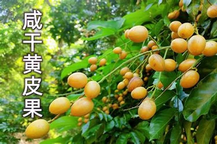 8月什么水果