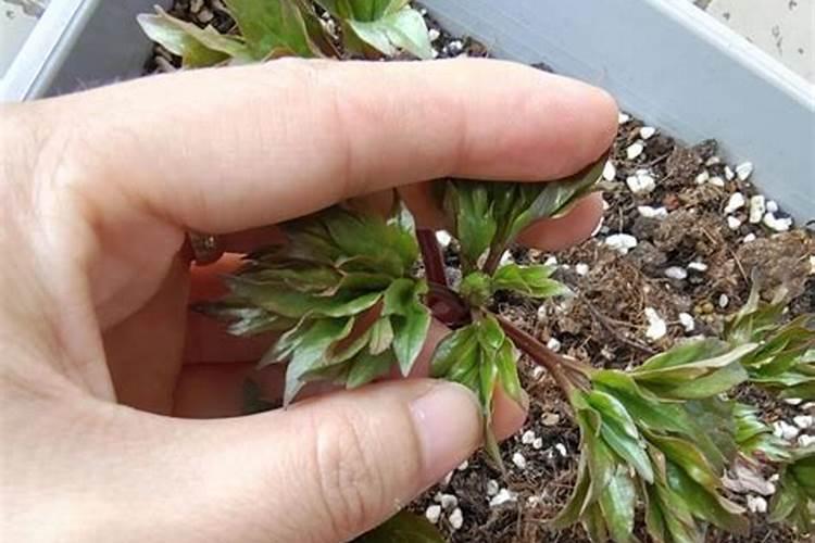 芍药花苞怎么养才能开花