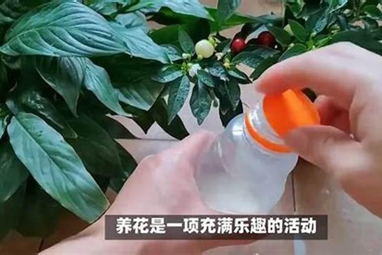 长寿花要浇什么肥最好