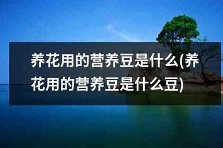 开花需要磷肥还是钾肥