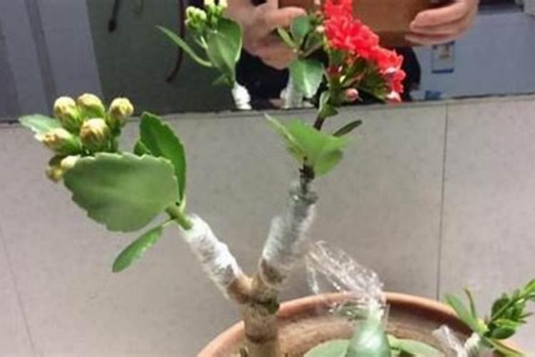 大量元素水溶肥哪个品牌好