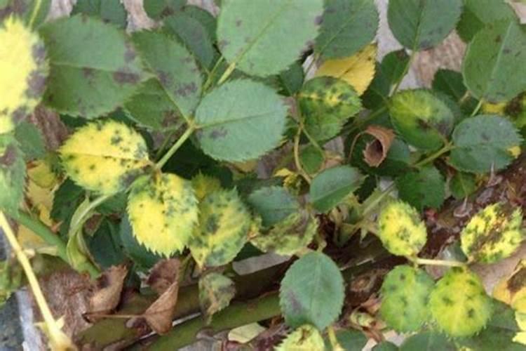 钙肥对花卉的作用？哪些花卉喜钙肥