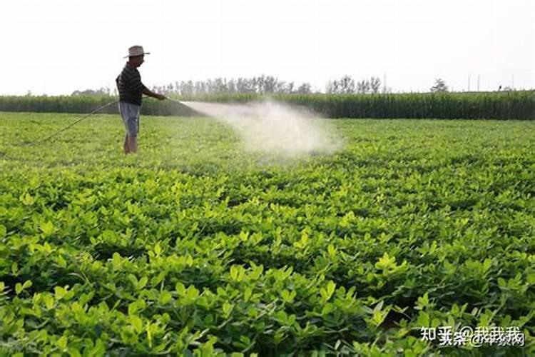 草莓结果期施什么肥