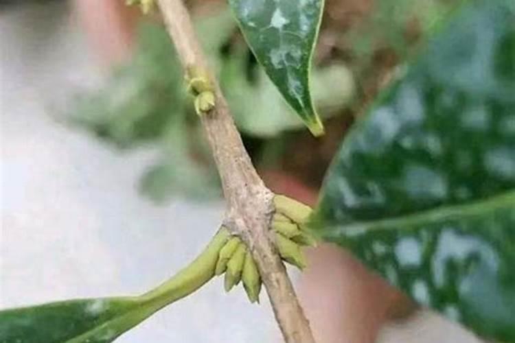 桂花叶芽花苞怎么区分