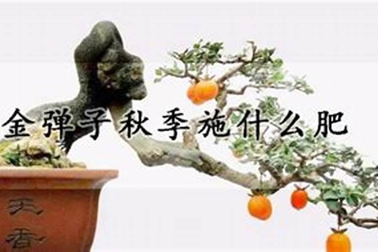 金弹子用什么肥料最好