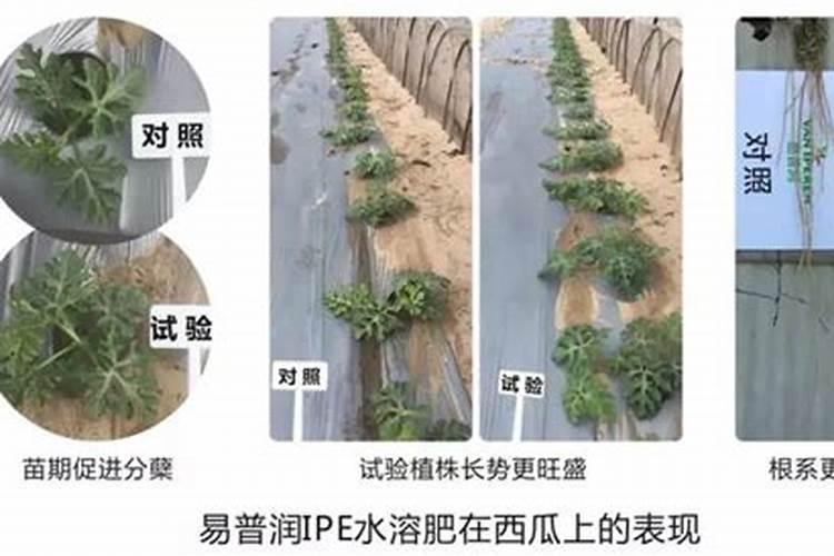 叶面肥排名榜前十名