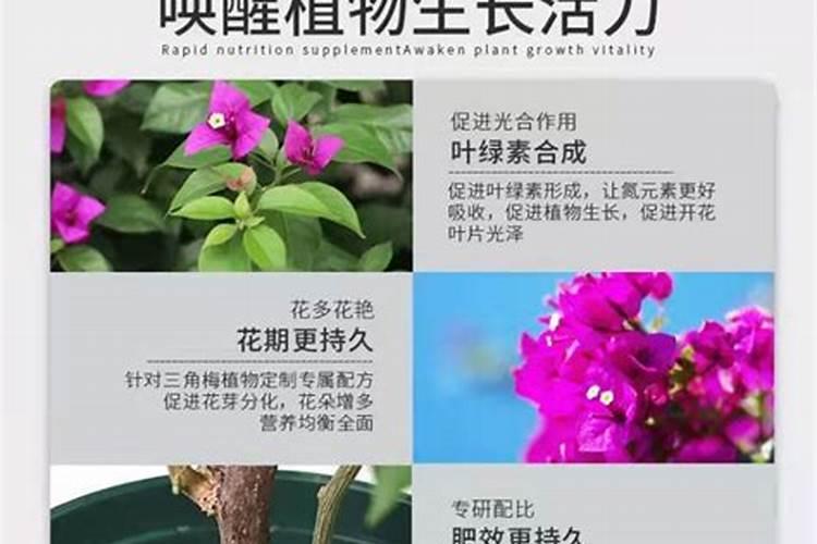 三角梅用什么肥料开花