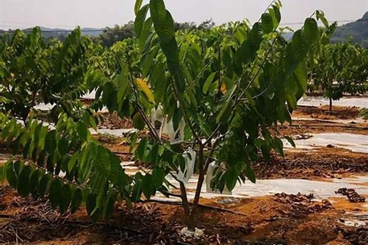 Song 是什么意思？