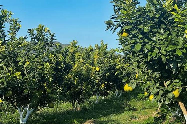 黄果柑怎么挑甜的 挑选黄果柑的窍门介绍