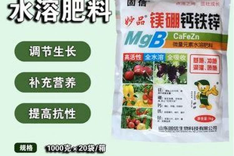 什么是豌豆苗？