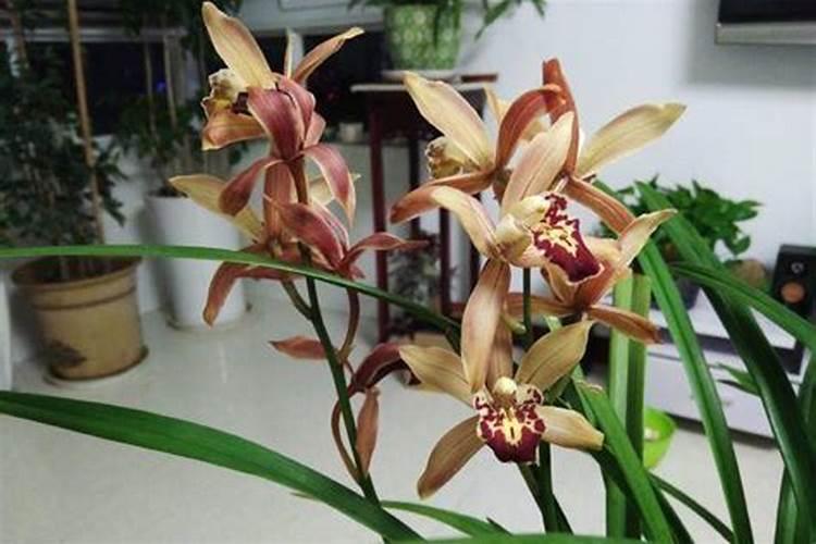 兰花为什么不开花 兰花为什么不开