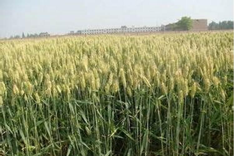 水稻肥料最佳配比