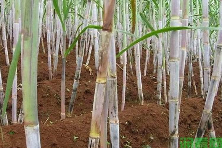韭菜专用高产叶面肥什么时候用？韭菜黄叶死苗怎么解决？