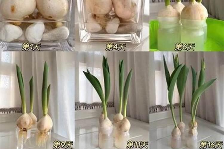 玫瑰花需不需要阳光的照射