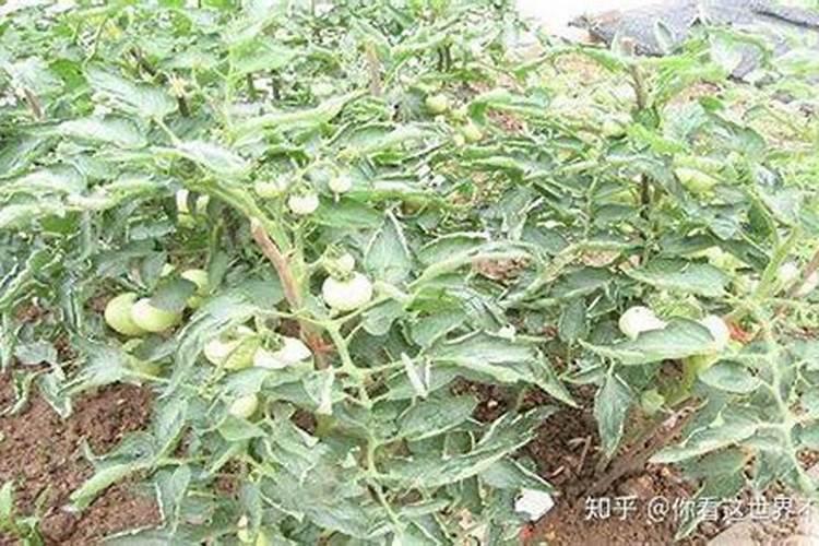 西红柿喷什么叶面肥最好