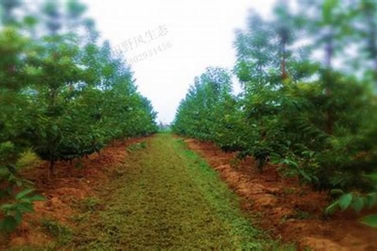 果树春天施什么肥料最好