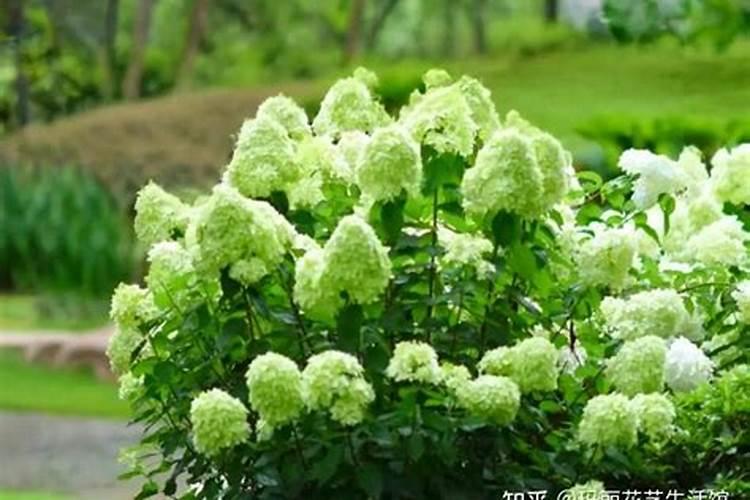 灯笼花施什么肥好