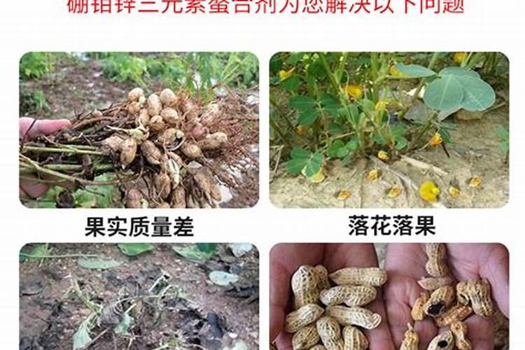 新疆慧尔肥料的多肽酶聚谷氨酸在平果树上的应