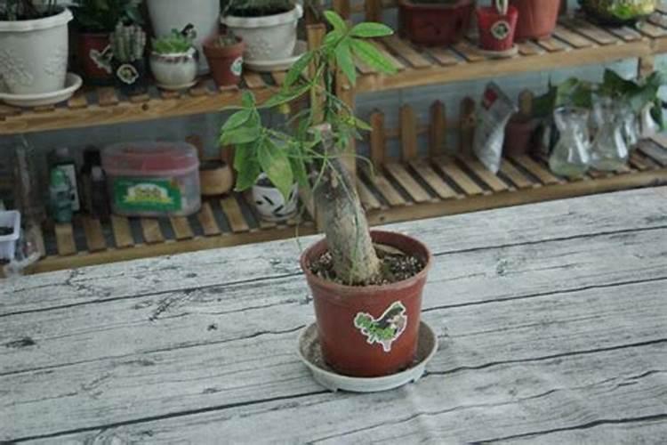 桉树在中国分布情况