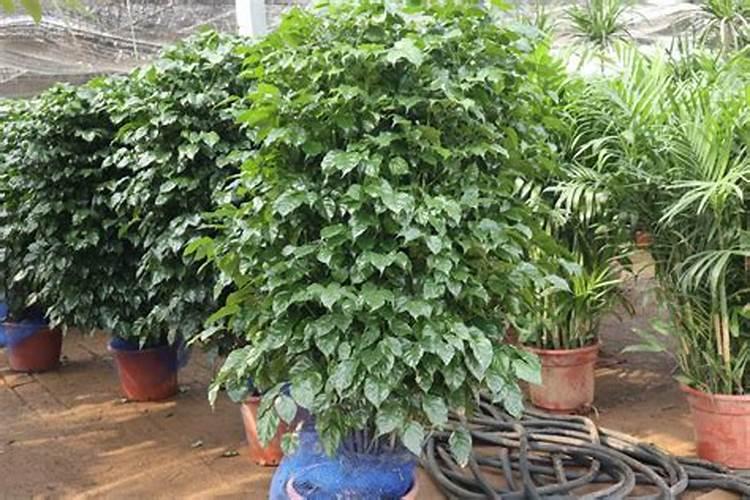 绿宝树怎么施肥