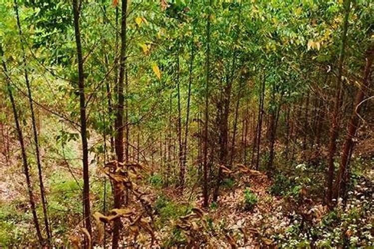 桉树用什么肥料生长快 如何合理施肥