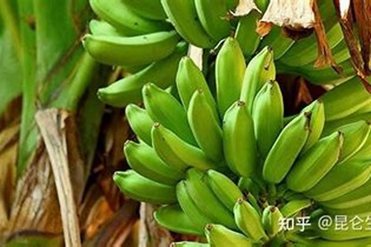 膨果最快最佳配方