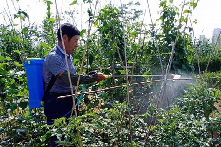 大蒜泡水能浇君子兰吗