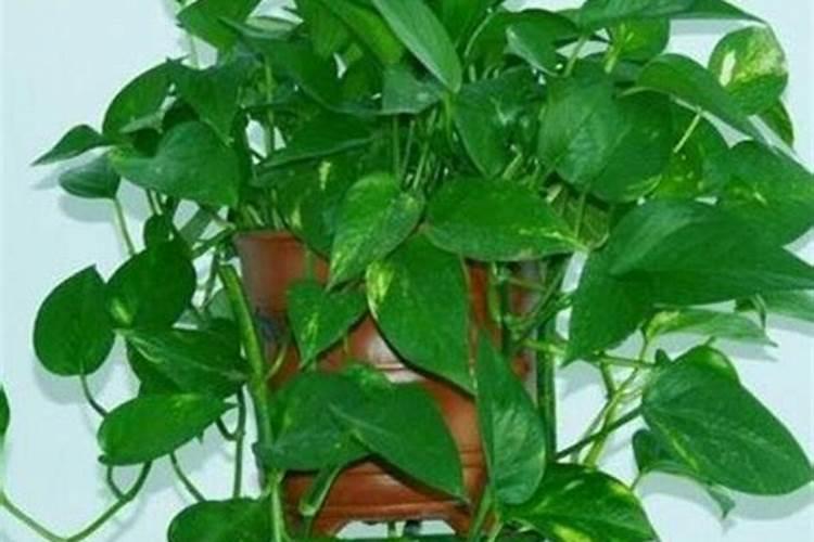 李子怎么施肥长得快？李子施什么肥增甜上传靓果？