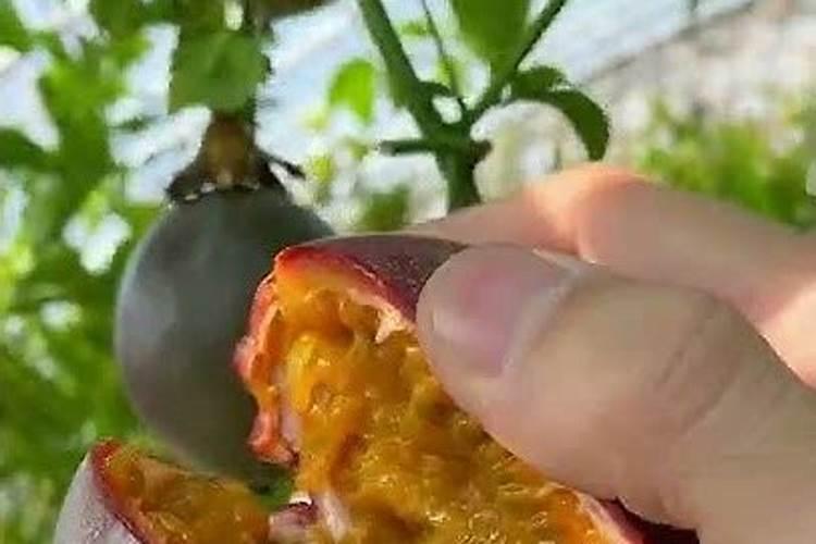百香果开花时可以浇水施肥吗？