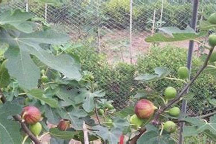 无花果树养殖方法