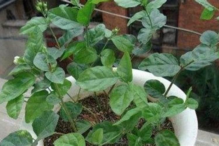 茶叶叶面肥催芽肥的正确使用
