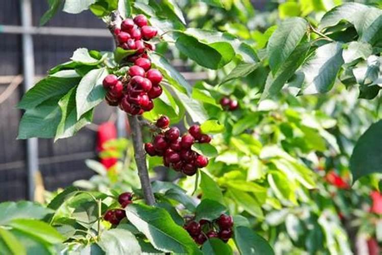 茶叶几月份下肥料最好