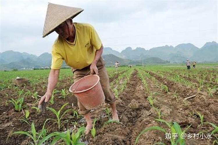 茄子用什么肥料产量高