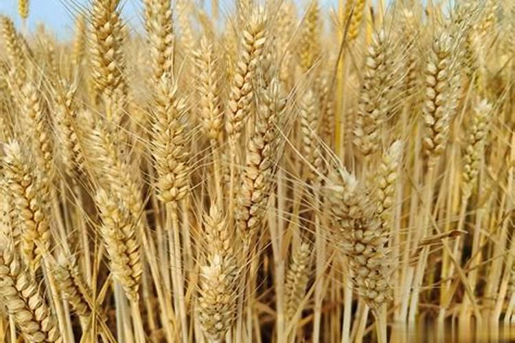 水稻稻飞虱的发生特点、原因及防治措施