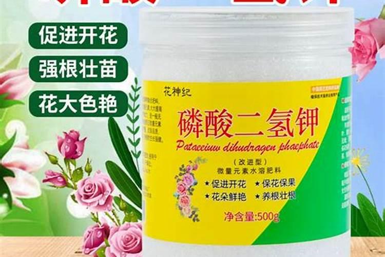 月季花施磷酸二氢钾肥料的正确用法