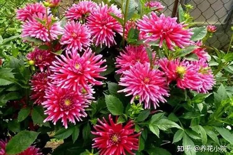 大丽花花期施什么肥料最好