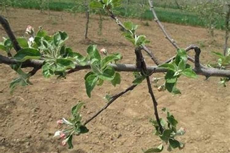 苹果树如何追施水溶肥料？这样施肥更科学!
