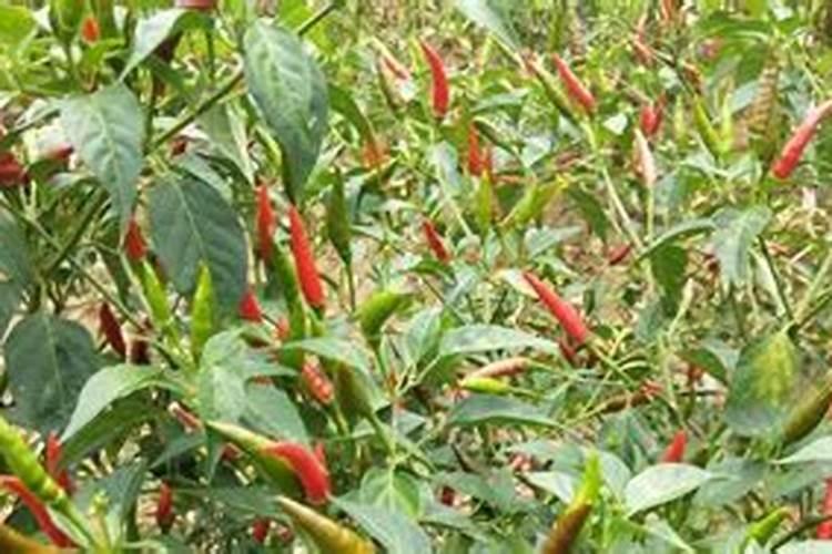 家种的西红柿一到接果就会死