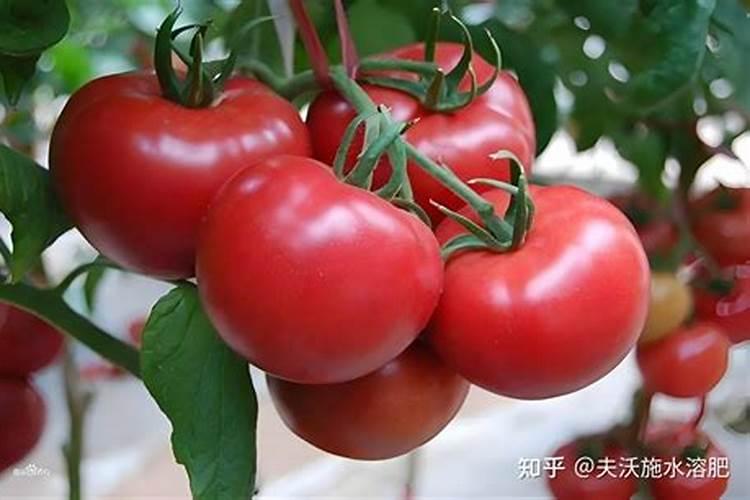 小桃树能不能施氮肥,用什么种类的氮肥最合适呢？