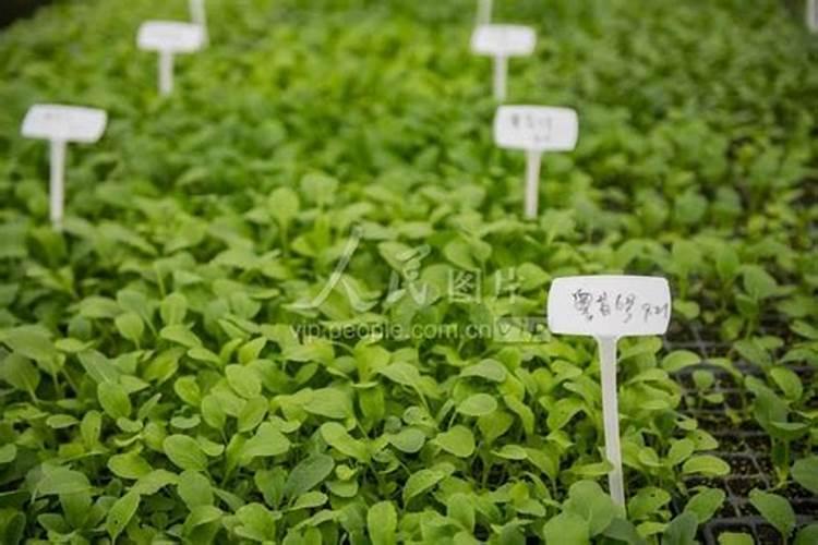 水溶肥料有哪些种类 水溶肥选哪种剂型好